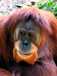 Orangutan