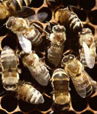 bees