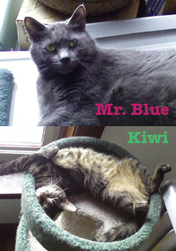 Mr. Blue and Kiwi