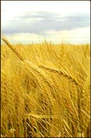 wheat