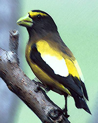 Evening Grosbeak