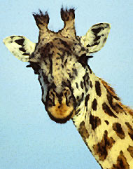 giraffe