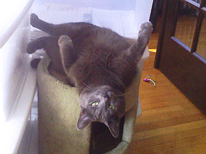 Mr. Blue Upside-Down
