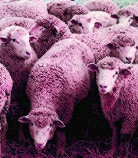 pink flock