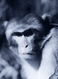 ghost monkey