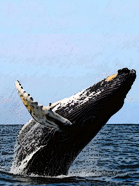 humpback in flight