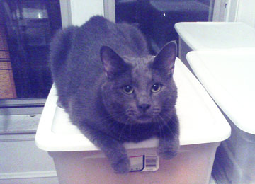 Mr. Blue on a box